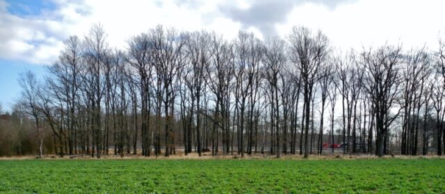 Sound damping of forest - Measurement of sound damping of traffic noise caused by sound propagation through forests and bands of vegetation